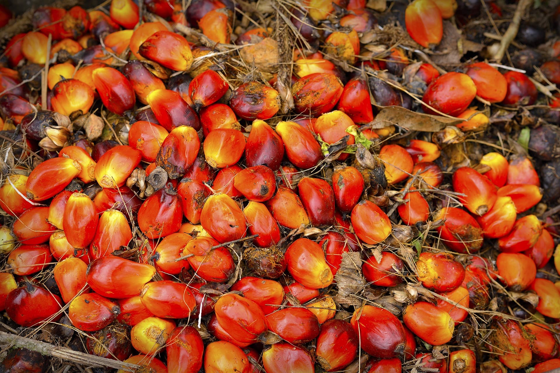 Palm Oil